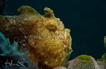 Jardin corallien Silver Reef